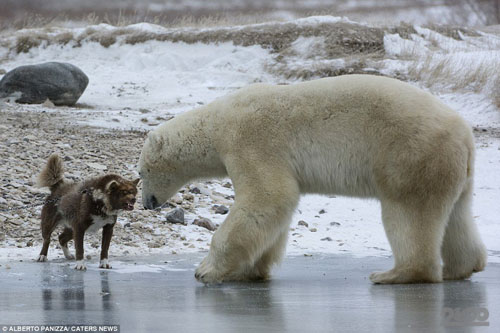 Собака атакует белого медведя 3